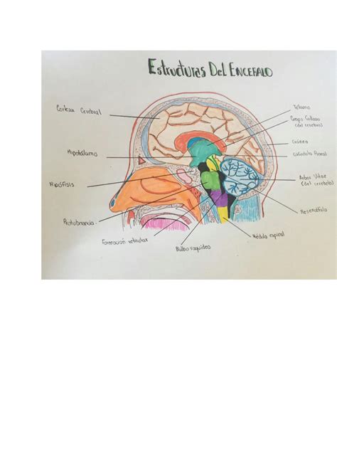 SOLUTION Estructuras Del Encefalo Studypool