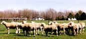 Texel Sheep Breeders, Societies and Associations