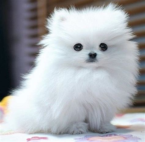 Full Grown Teacup Pomeranian For Sale - Pets Lovers