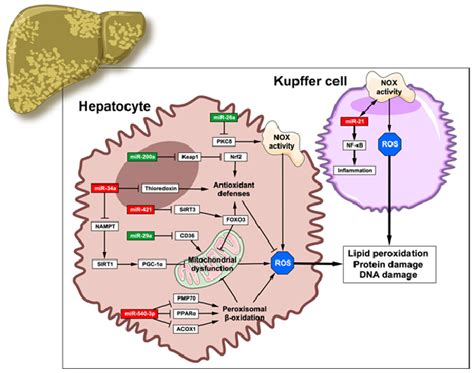 Antioxidants Free Full Text The Interplay Between Oxidative Stress