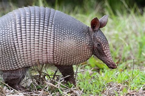Stop Armadillos In The Garden - Getting Rid Of Armadillos | Armadillo ...