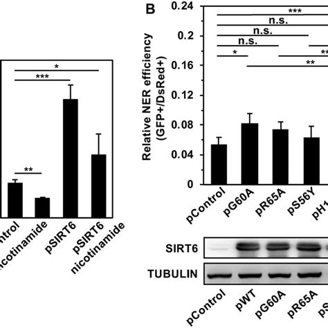 Sirt6 Promotes The Repair Of Uv Induced Dna Damage A Diagram Of The