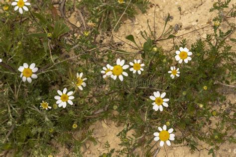 Margaridas Selvagens Que Crescem Num Campo De Foto De Stock Imagem De