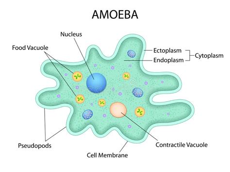 Amoeba Cell Model