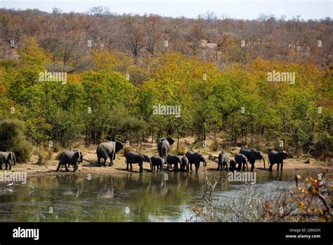 Elephants At Pioneer Dam Mopani Kruger National Park South Africa