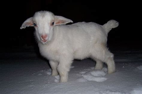white  white albino goat white goat aesthetic cute baby goat