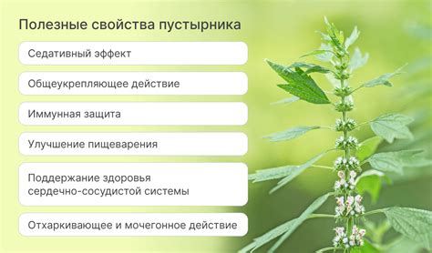 Пустырник - чем полезен? Полная информация о растении в Энциклопедии Эвалар
