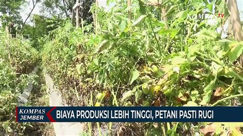 Harga Anjlok Tanaman Tomat Tidak Dipanen Dan Dibiarkan Membusuk