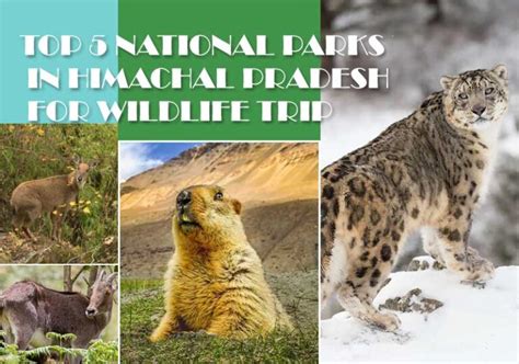 Top 5 National Parks In Himachal Pradesh For Wildlife Trip Honeymoon Bug