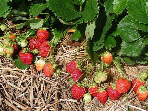 Sadzonki Truskawek Malwina Sadzonki Truskawek Frigo