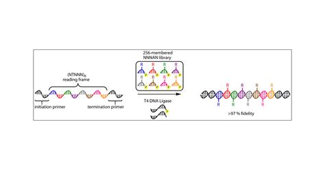 Dna Ligase