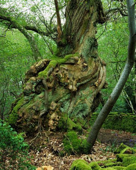 Chestnut Tree Pictures