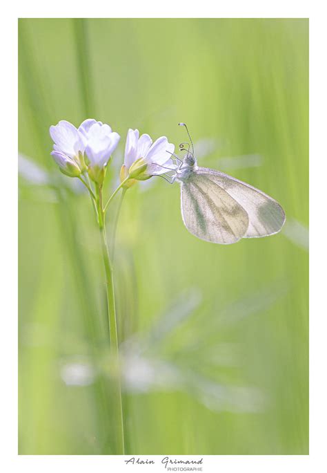 Un Peu De Douceur Dans Ce Monde De Brutes Un Bois Blanc De Flickr