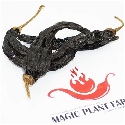 Pasilla Pepper Organic Chilaca Pepper Magic Plant Farms