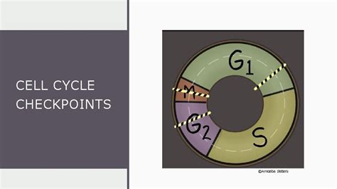 CELL CYCLE CHECKPOINTS Amoeba Sisters Cell Cycle Problems