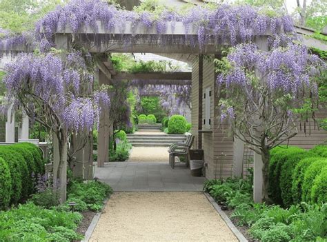 15 Best Climbing Plants For Your Pergola And Arbor