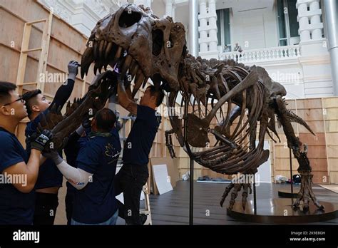 Tyrannosaurus Rex Singapore Hi Res Stock Photography And Images Alamy