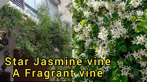 How To Grow And Care Star Jasmine Vine A Permanent Fragrant Star