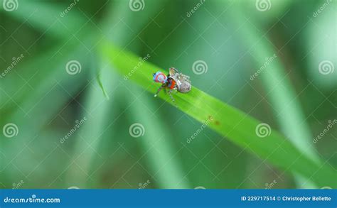 Overhead Shot of a Maratus Splendens Peacock Spider Mating Stock Photo - Image of small, fauna ...