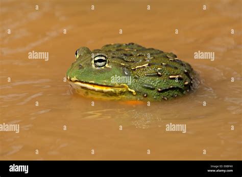 Bullfrog in habitat hi-res stock photography and images - Alamy