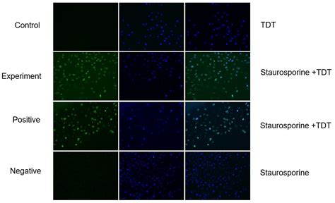 Results For Apoptosis Proteintech Group