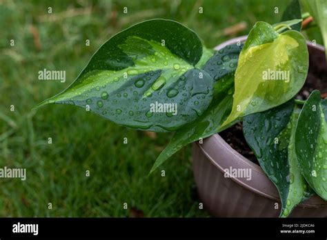 Philodendron Hederaceum Variegated Heart Leaf Closeup Stock Photo Alamy