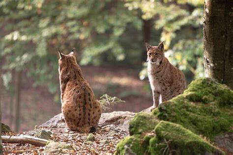 Descubre Al Gato Mont S Felino De Las Zonas Ridas De M Xico Playas