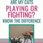 Are My Cats Playing Or Fighting How To Tell The Difference