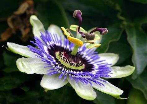 National Flowers Of Paraguay Passion Flower Fiore Della Passione