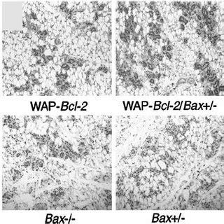 Subcellular Localization Of Wild Type Bcl Er Targeted Bcl And