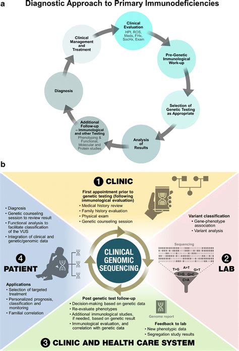 A Schematic For Diagnostic Evaluation Of Primary Immunodeficiencies Download Scientific