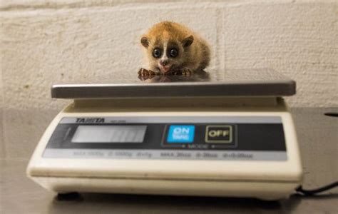 New Pygmy Slow Loris Baby in Cleveland - ZooBorns