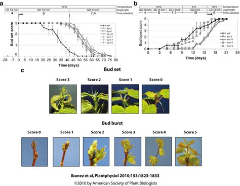 Monitoring Seasonal Bud Set Bud Burst And Cold Hardiness In Populus