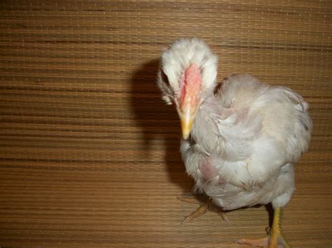 Naked Neck Turken Thread Page 652 BackYard Chickens Learn How To