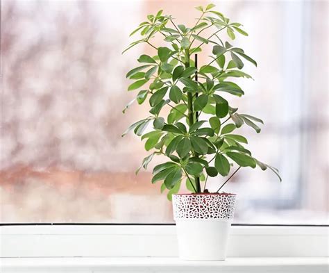 Schefflera Guide D Entretien Et Conseils Pratiques Pour Cette Plante