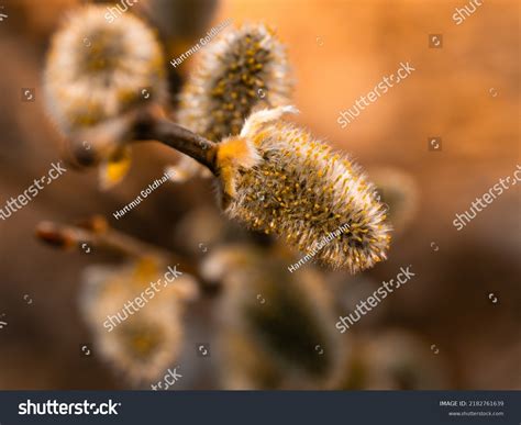 Atmospheric Shot Flowering Pussy Willow Growing Stock Photo Shutterstock