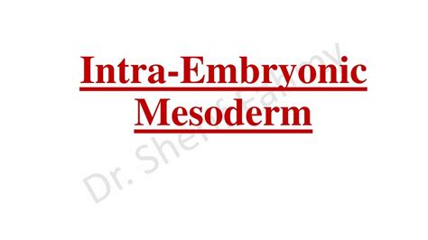 General Embryology 3 Intraembryonic Mesoderm Endoderm Embryonic