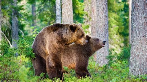 Understanding The Fascinating World Of Bear Mating YouTube