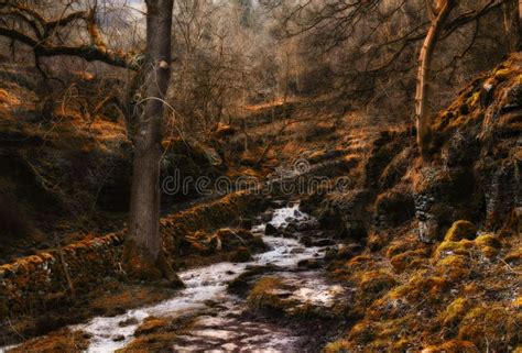 Deep Autumn Landscape With Golden Fallen Leaves Naked Dry Trees And