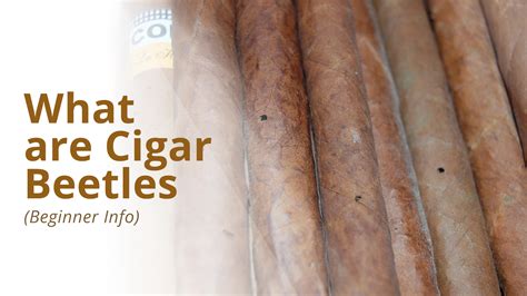 How to Prevent & Get Rid of Cigar Beetles - Cigars Experts