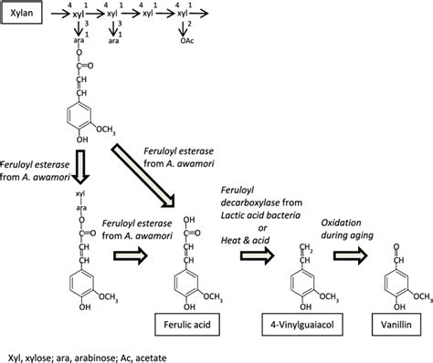 Mechanisms Of Production Of Vanillin From Ferulic Acid During Awamori