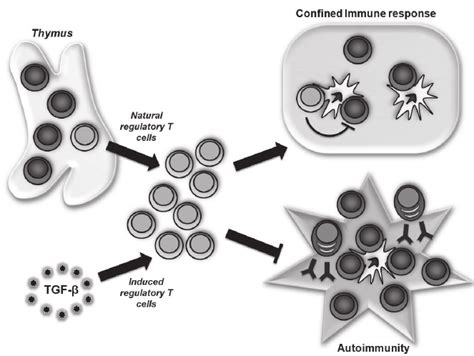 In The Thymus High Affi Nity Tcr Self Pmhc Interactions Promote The