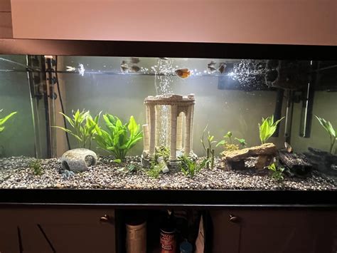 New tank mates: I have a 75 gallon tank with 4 dwarf gourami, 3 ...