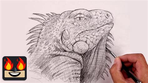 How To Draw An Iguana Sketch Tutorial Youtube