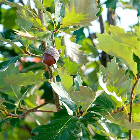 Heritage Oak Tree Quercus X Macdanielii Clemons Garden Center Point