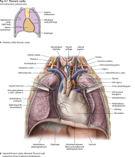 Anatomy Of Chest Cavity Thoracic Cavity Anatomy Britannica 1624 | The Best Porn Website