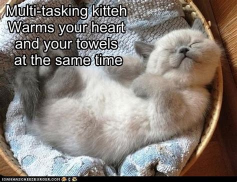 Multi Tasking Kitteh Lolcats Lol Cat Memes Funny Cats Funny