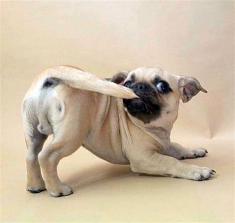 CUTEST PUG IN THE WORLD CONTEST — ILLUSTRATION