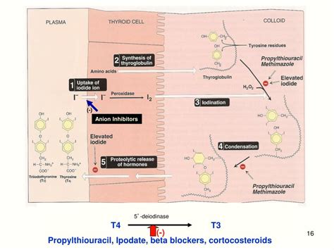 Ppt Thyroid Drugs Powerpoint Presentation Free Download Id 6062414