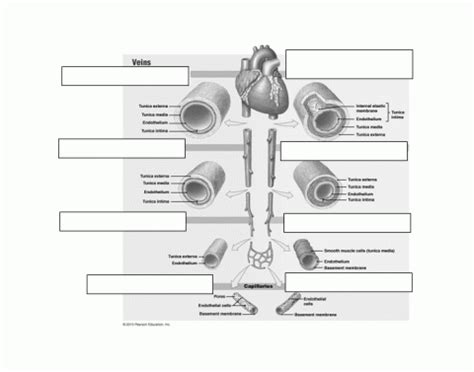 Quadrants and regions of abdomen | Quiz